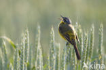 Yellow wagtail (Motacilla flava flava)