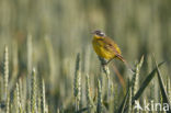 Yellow wagtail (Motacilla flava flava)