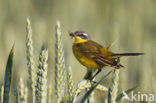 Yellow wagtail (Motacilla flava flava)