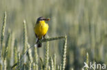 Yellow wagtail (Motacilla flava flava)