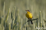 Yellow wagtail (Motacilla flava flava)