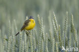 Yellow wagtail (Motacilla flava flava)