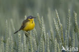 Yellow wagtail (Motacilla flava flava)