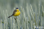 Yellow wagtail (Motacilla flava flava)