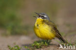 Yellow wagtail (Motacilla flava flava)