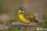 Yellow wagtail (Motacilla flava flava)