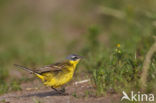 Gele Kwikstaart (Motacilla flava flava) 