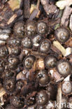 fluted Bird’s Nest (Cyathus striatus)