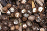 fluted Bird’s Nest (Cyathus striatus)