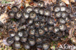 fluted Bird’s Nest (Cyathus striatus)