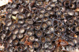 fluted Bird’s Nest (Cyathus striatus)