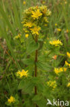 Square-stalked St John’s-wort (Hypericum tetrapterum)