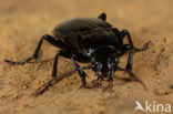 Abax parallelepipedus