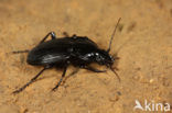 Abax parallelepipedus