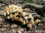 Gewone glimmerinktzwam (Coprinus micaceus)