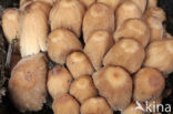 Gewone glimmerinktzwam (Coprinus micaceus)