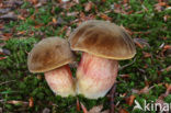 Bolete (Boletus erythropus)