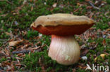 Gewone Heksenboleet (Boletus erythropus)