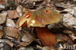 Bolete (Boletus erythropus)