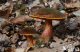 Bolete (Boletus erythropus)