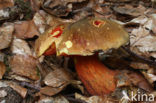 Bolete (Boletus erythropus)