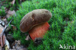 Gewone Heksenboleet (Boletus erythropus)