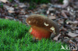 Bolete (Boletus erythropus)