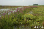 Purple Loosestrife (Lythrum salicaria)