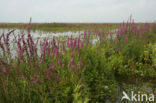 Purple Loosestrife (Lythrum salicaria)