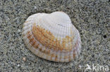 Common Cockle (Cerastoderma edule)