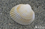 Common Cockle (Cerastoderma edule)