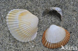 Common Cockle (Cerastoderma edule)