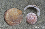 Gewone Marmerschelp (Glycymeris glycymeris glycymeris)