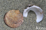 Gewone Marmerschelp (Glycymeris glycymeris glycymeris)