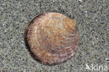 Gewone Marmerschelp (Glycymeris glycymeris glycymeris)