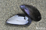 Gewone Mossel (Mytilus edulis)