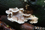 Gewone oesterzwam (Pleurotus ostreatus)