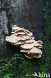 Gewone oesterzwam (Pleurotus ostreatus)