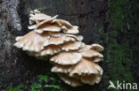 Gewone oesterzwam (Pleurotus ostreatus)