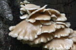 Gewone oesterzwam (Pleurotus ostreatus)