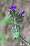 Alkanet (Anchusa officinalis)