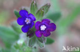 Gewone ossentong (Anchusa officinalis)