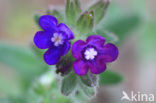 Gewone ossentong (Anchusa officinalis)