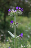 Gewone ossentong (Anchusa officinalis)