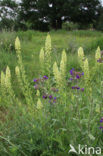 Alkanet (Anchusa officinalis)