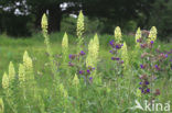 Gewone ossentong (Anchusa officinalis)