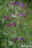 Alkanet (Anchusa officinalis)