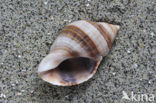 Gewone Purperslak (Nucella lapillus)