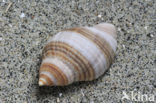 Gewone Purperslak (Nucella lapillus)