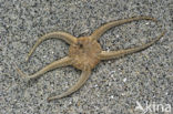 Brittle star (Ophiura ophiura)